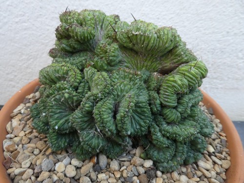 Euphorbia enopla cristata - euphorbia,