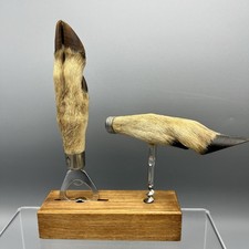 Vintage Taxidermy Roe Deer Foot Corkscrew Bottle Opener Bar Set Wood Stand