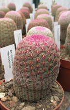 ECHINOCEREUS RIGIDDISIMUS - beautiful tight spination.