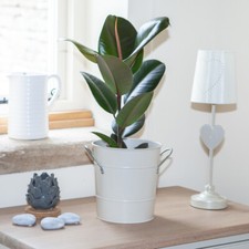 Rubber Plant, Ficus Elastica