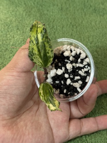 Hoya crocodile rooting with