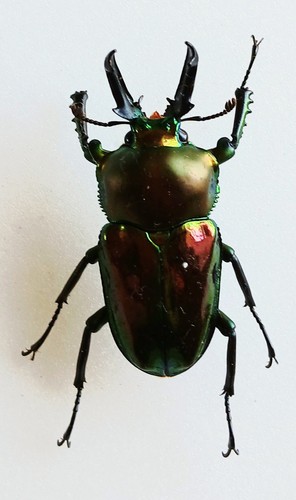 Phalacrognathus muelleri - phalacrognathus,