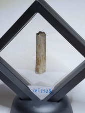 Hell Creek Dinosaur Fossil. Triceratops? T-Rex?  Hadrosaur? Raptor? Ref2528