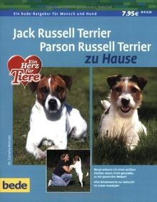 Jack russell terrier und - russell,