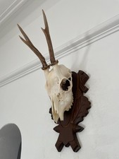 Antlers on top half of skull 434 Real Taxidermy mounted interior design