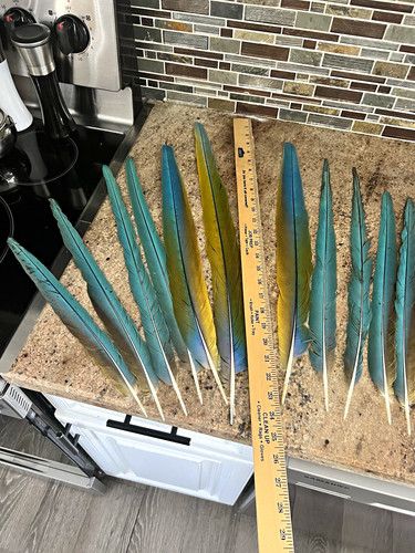 Naturally molted feathers - , from