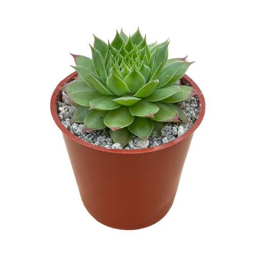 Sempervivum mulberry wine - sempervivum, wine'