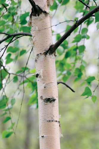 Silver birch - (betula, pendula)