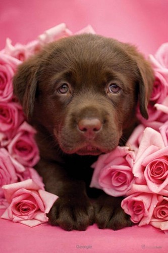 Rachael hale georgie - :, maxi