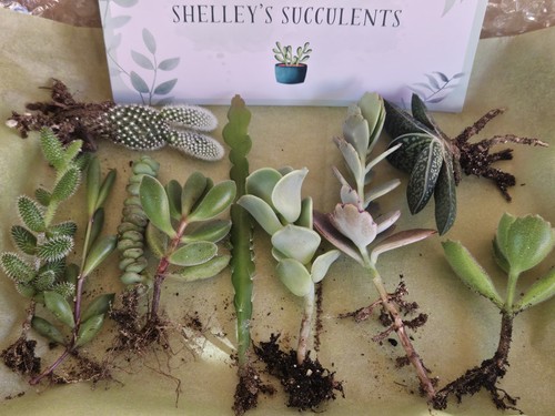 Succulent selection starter - succulent,