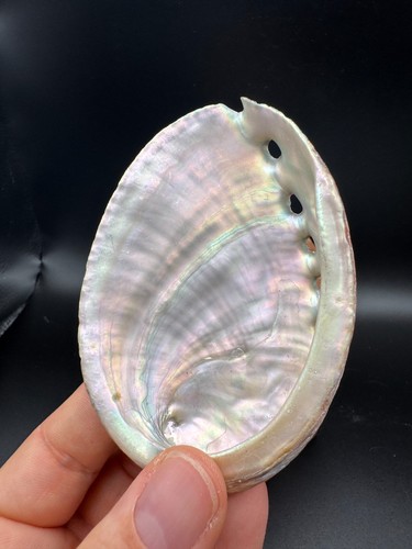 Abalone shell seashell - abalone,