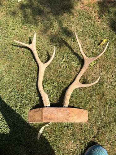 Natural deer mounted antlers - natural,