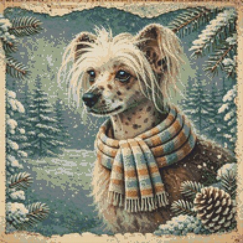 Hairless chinese crested - chinese, dog