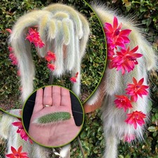 Hildewinteria Colademoninis