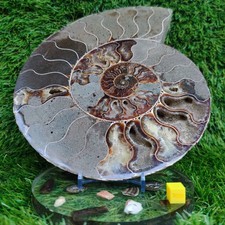 Huge polished ammonite fossil
