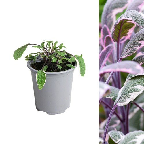 Sage tricolour herb - herb, in