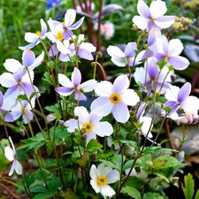 Anemone Wild Swan White