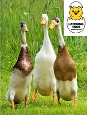 5 INDIAN RUNNER DUCKS FERTILE