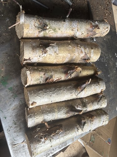 Decorative logs silver birch - decorative,