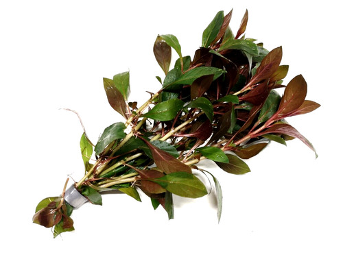 Ludwigia repens diamond red - ludwigia, red"