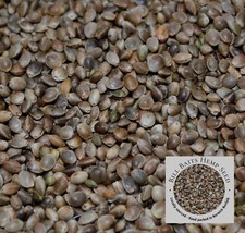 Hemp seed 1kg 2kg - hemp,