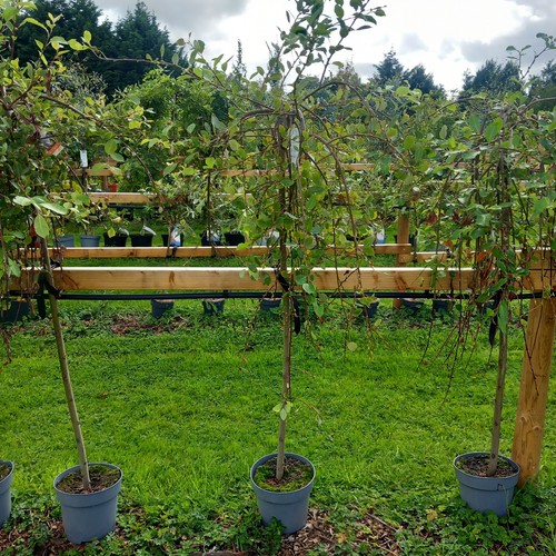 Kilmarnock willow tree 6ft