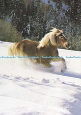 D193776 Haflinger F Prenzel 1986 te Neues Verlag
