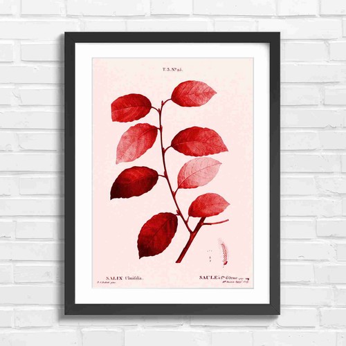 Botanical willow branch - branch, study