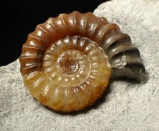 Calcite Promicroceras ammonite