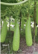 100% genuine hybrid seed