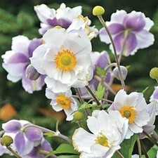 ANEMONE 'Ruffled Swan' - Hardy