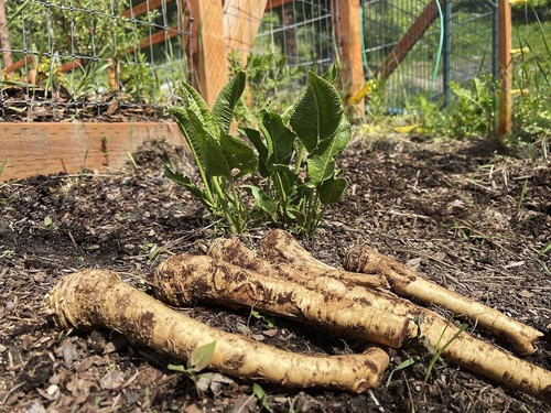 Horseradish thongs very long - horseradish,