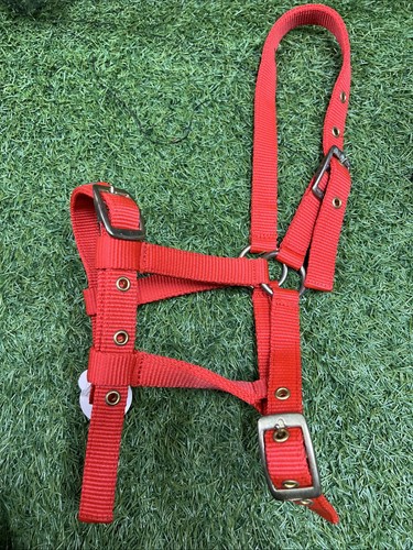 Foal headcollar - foal,