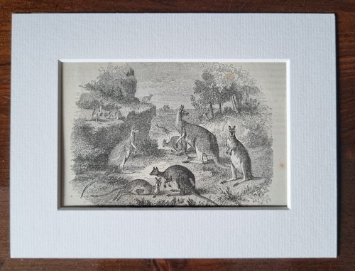 Antique mounted animal print - animal,