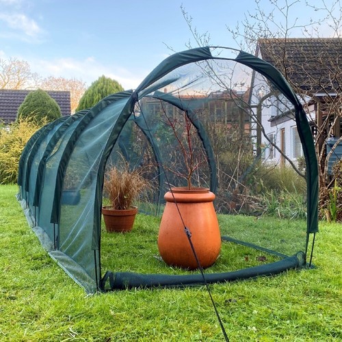 5x1 allotment plant - allotment,