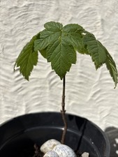 Sycamore Small Sapling Healthy