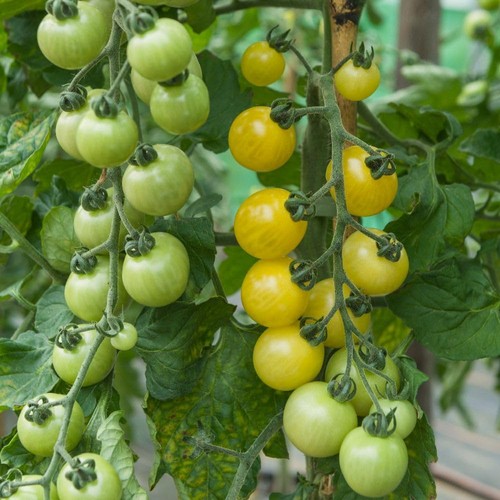 Tomato iridescent unique - iridescent,