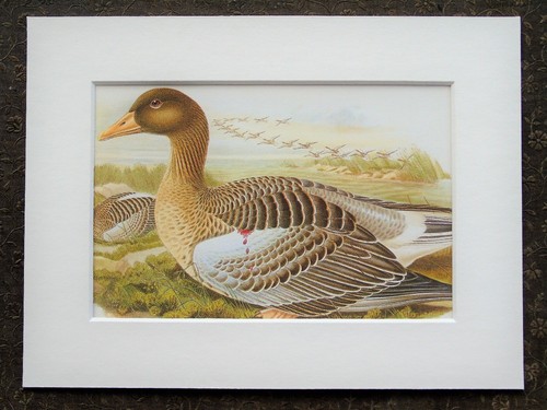 John gould 1970s vintage - john,