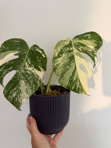 Monstera albo variegata - albo,