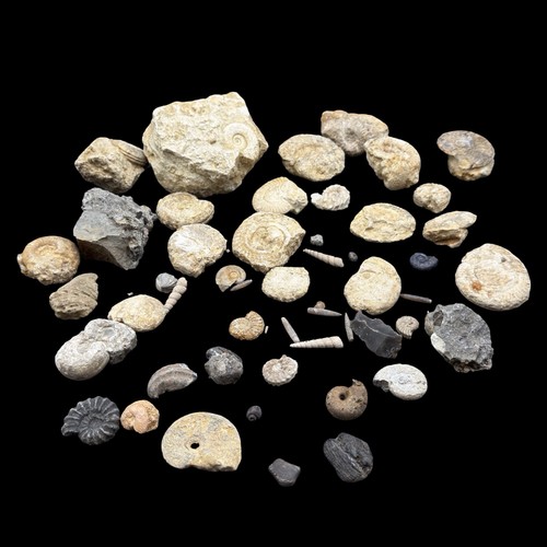 1kg british fossil mix - fossil, 52