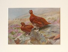 Red Grouse Bird - George Lodge