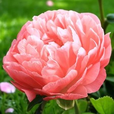 Peony Paeonia Spring Bare Roots - Hardy Fragrant Blousy Flowering Perennials