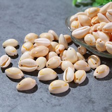 50Pcs Small Bulk Cut Sea Shell