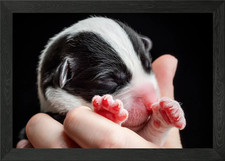 Welsh Corgi Cardigan Framed