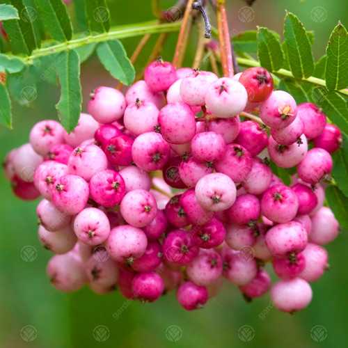 Sorbus vilmorinii vilmorin s - sorbus, |