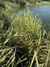 20 Variegated Pond Grass