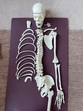  Unmounted half human skeleton. Ideal for medical, osteopathy and physiotherapy