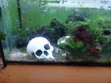 Broken Skull Aquarium