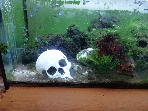 Broken skull aquarium - broken,