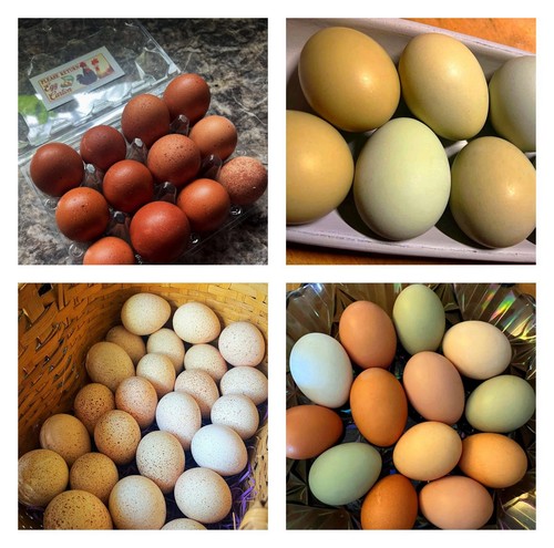 1doz variety assortment - variety,